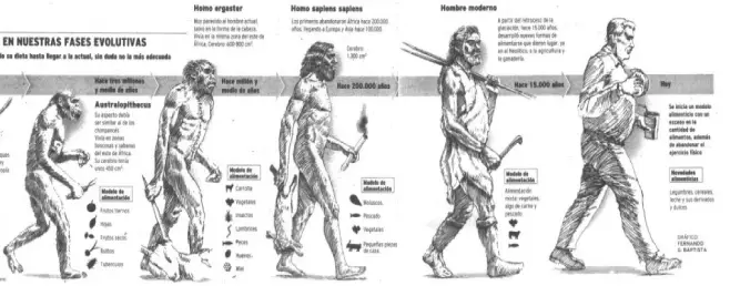 alimentación evolución del hombre